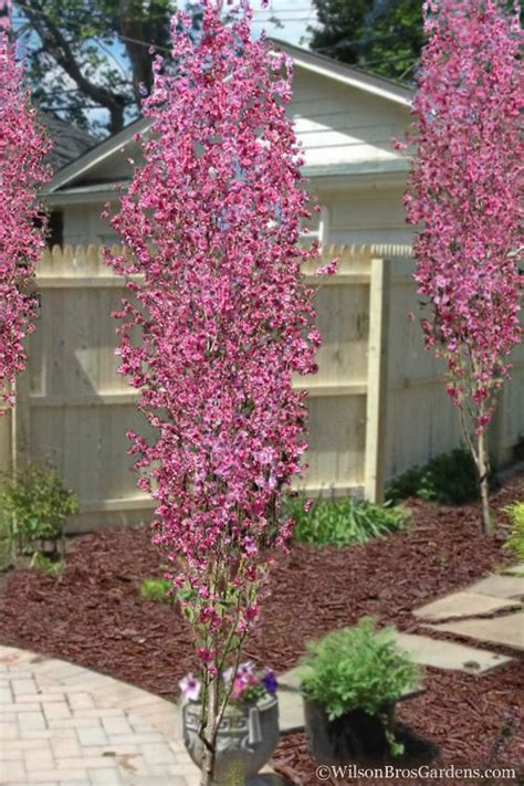 corinthian rose double flowering peach tree